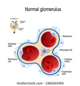 Glomerulus. Liquid Enters To The Glomerulus (in Browman's Capsule) Goes Down By The Loop Of Henle To Collecting Duct (in The Kidneys). Illustration For Biology, Educational, Medical And Science Use