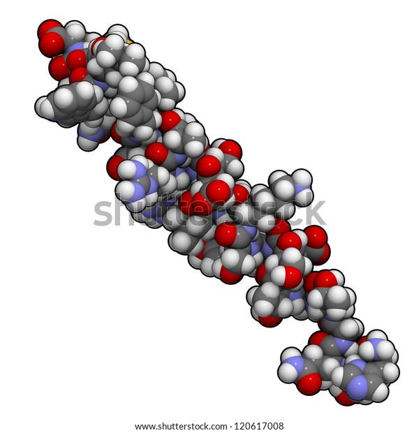 Glucagon Peptide Hormone Chemical Structure Glucagon Stock Illustration ...