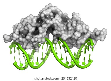 Glucocorticoid Receptor, DNA Binding Domain Bound To A DNA Double Strand. Protein: Cartoon Model + Semi-transparent Surface. DNA: Cartoon Model.