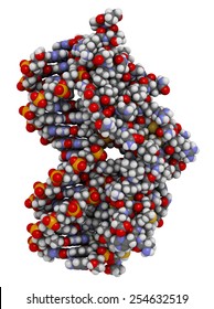 Glucocorticoid Receptor, DNA Binding Domain Bound To A DNA Double Strand. Atoms Shown As Color-coded Spheres. 