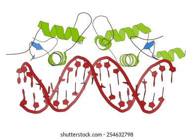 Glucocorticoid Receptor, DNA Binding Domain Bound To A DNA Double Strand. Cartoon Model, Secondary Structure Coloring: Alpha-helices Green, Beta Sheets Blue, DNA Red.