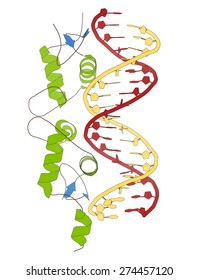 Glucocorticoid Receptor, DNA Binding Domain Bound To A DNA Double Strand. Cartoon Model, Secondary Structure Coloring: Alpha-helices Green, Beta Sheets Blue, DNA Red/yellow.