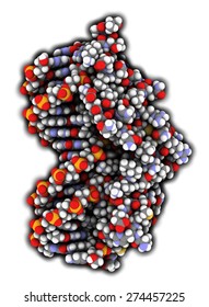 Glucocorticoid Receptor, DNA Binding Domain Bound To A DNA Double Strand. Atoms Shown As Color-coded Spheres.
