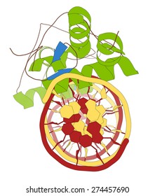 Glucocorticoid Receptor, DNA Binding Domain Bound To A DNA Double Strand. Cartoon Model, Secondary Structure Coloring: Alpha-helices Green, Beta Sheets Blue, DNA Red/yellow.