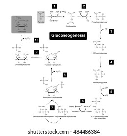 Gluconeogenesis Metabolic Pathway, 2d Biochemical Process Illustration Isolated On White Background, Raster