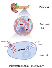 Glucose induces insulin release in beta cells
