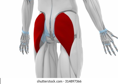 11 Musculus Gluteus Maximus Bilder, Stockfotos Und Vektorgrafiken ...