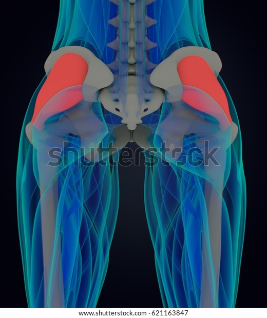 Gluteus Medius Female Muscle Anatomy 3d Arkivillustrasjon 621163847