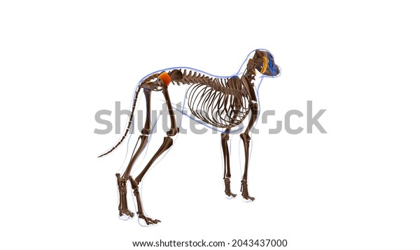 Gluteus Superficialis Muscle Dog Muscle Anatomy Stock Illustration ...