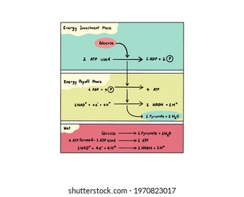 Glycolysis In Color On The White Background.