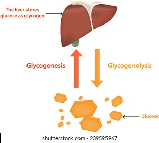 Glycolysis And Glycogenolysis 