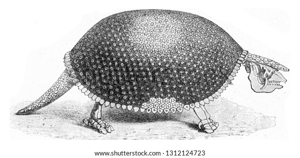 Ilustrasi Stok Glyptodon Fossil Armadillo Vintage Engraved Illustration 1312124723