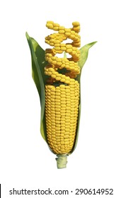 GMO corn  -agricultural genetics research