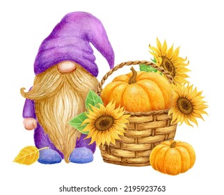 Gnome and pumpkin   sunflowers in basket isolated white background  Thanksgiving Harvest Day card design  Watercolor drawing 