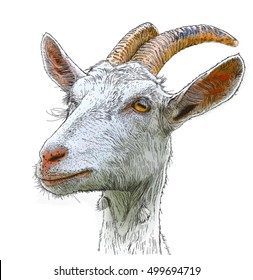  Goat Face Drawing Images Stock Photos Vectors Shutterstock