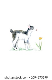 Goatling and flower on the grass.Farm animals.Watercolor hand drawn illustration.White background.
