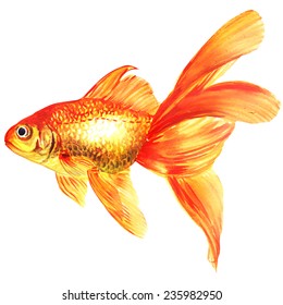 47,486 Gold fish Stock Illustrations, Images & Vectors | Shutterstock