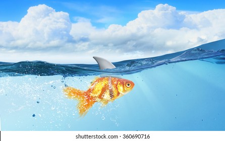 Gold Fish With Shark Flip