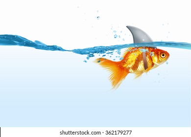 Gold Fish With Shark Flip