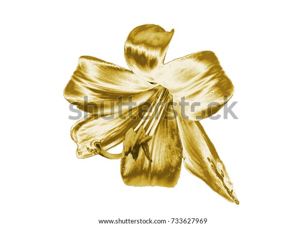 Gold Lily Stock Illustration