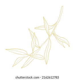 Gold line art and olives branch white background 