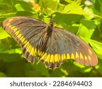 Gold rim swallowtail (binomial name: Battus polydamas), a species of butterfly first described in 1758 by Carl Linnaeus, in an ornamental garden in Florida. Digital painting effect, 3D rendering.