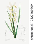 Gold-banded Iris (1812) by Pierre-Joseph Redoute and Henry Joseph Redoute. White botanical flower. Vintage floral plant art drawing illustration, old painting art print of flower floral plant.