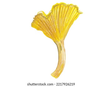 Golden Chanerelle Mushroom Hand Painted Gouache Illustration. Autumn Clipart. Fall Seasonal Decor. Food, Recipe, Cooking Book Graphic Elements