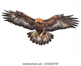 Golden Eagle (Aquila Chrysaetos) In Flight, Large Eagle Flying, Large Bird Of Prey Of The Hawk Family, Realistic Drawing, Illustration For Animal Encyclopedia, Isolated Image On White Background.