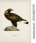 Golden Eagle (Aquila chrysaetos) illustrated by the von Wright brothers. Digitally enhanced from our own 1929 folio version of Svenska Fåglar Efter Naturen Och Pa Sten Ritade.