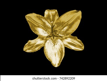 Gold Lily Images Stock Photos Vectors Shutterstock