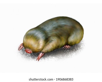 Golden Moles (Chrysochloridae) Realistic Drawing Illustration For Encyclopedia Of Animals Of Africa Isolated Image On White Background