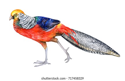 Drawing Golden Pheasant Images, Stock Photos & Vectors | Shutterstock