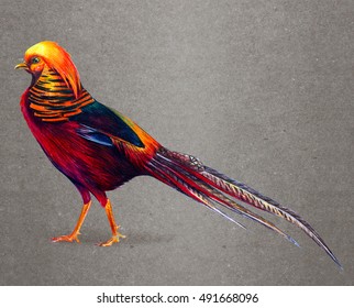 Golden pheasant drawing