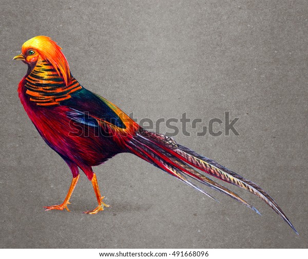 Golden Pheasant Drawing Stock Illustration 491668096