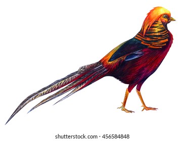 45 Colored Pencil Drawing Pheasant Images, Stock Photos & Vectors 