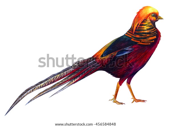 Golden pheasant drawing (Chrysolophus pictus)