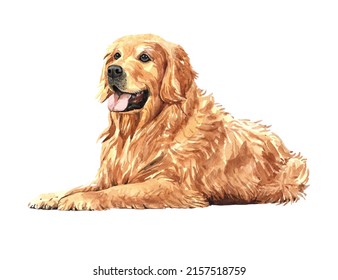 Golden retriever paint. Watercolor hand drawn illustration. Watercolor golden retriever kneeling on the ground layer path, clipping path isolated on white background. - Powered by Shutterstock