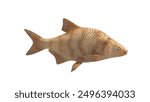 Golden Shiner Fish White Background 4K Resolution