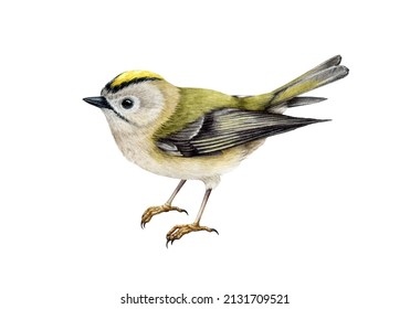 Golden-crowned kinglet bird watercolor illustration. Hand drawn realistic small forest songbird. Regulus regulus illustration. Tiny golden-crowned kinglet on white background