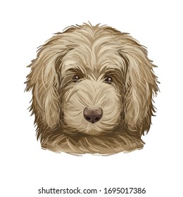 Goldendoodle Puppy digital art illustration isolated on white. Cute canine dog animal, pet shop emblem, t-shirt print design. Mixed breed of Golden Retriever and Poodle, designer crossbreeding