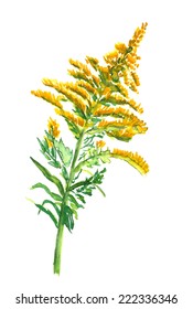 Goldenrod 