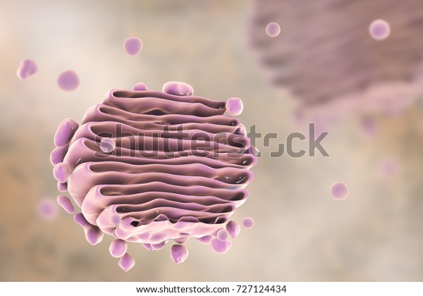 Golgi Apparatus Cell Closeup View 3d Stock Illustration 727124434