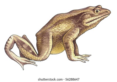 Goliath Frog