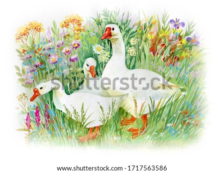Goose farm animal pet geese house birds watercolor painting illustration