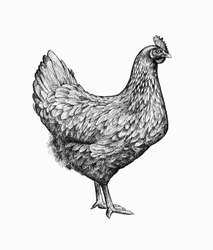 Gorgeous Drawing Of Chicken Or Hen In Retro Etching Or Woodcut Style. Female Farm Bird, Domestic Fowl, Poultry. Illustration For Banner, Poster, Menu, Website, T-shirt Print, Advertisement.