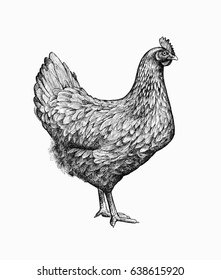Gorgeous drawing of chicken or hen in retro etching or woodcut style. Female farm bird, domestic fowl, poultry. Illustration for banner, poster, menu, website, t-shirt print, advertisement.