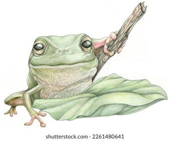 Gorgeous green frog isolated white background  Frog sits and stick Green leaf 