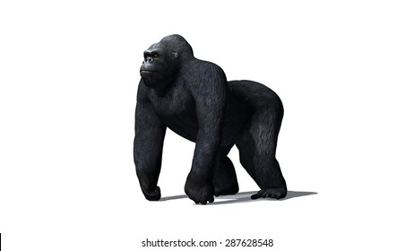 Gorilla - Isolated On White Background