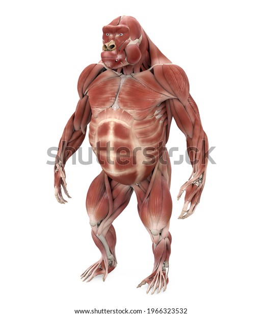 ゴリラの筋肉解剖図 3dレンダリング のイラスト素材
